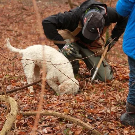 בית הארחה Gold Istra