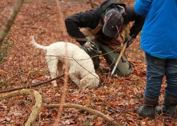 Affittacamere Gold Istra