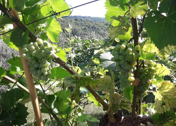 Gold Istra 게스트하우스